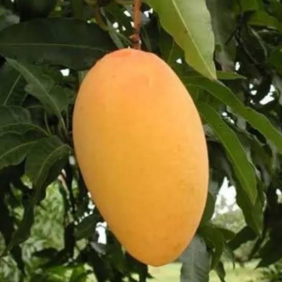 Mango Manila